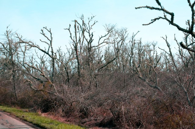 Wellfleet dead forest_DSC0027