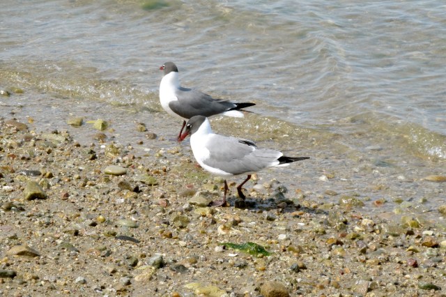 gray head ternsIMG_0801