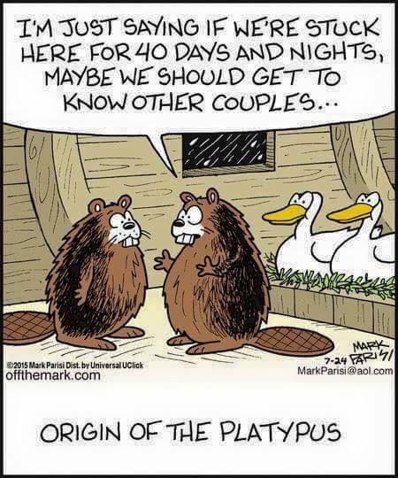 platypus